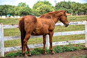Horse Livestock Animal