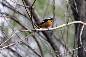 Phoenicurus Auroreus Redstart Bird