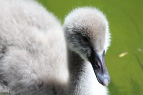 Swan Chick Black