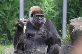 wild gorilla at the zoo