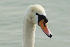 Mute Swan Bird Water