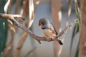 Bird Animal Zebra Finch