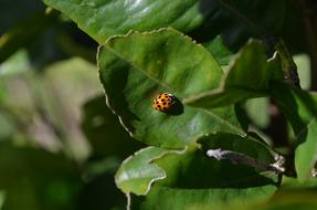 Insect Ladybug Beetle