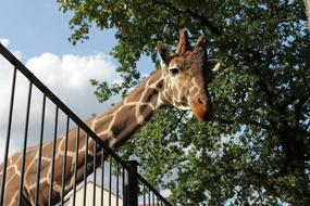 looking giraffe from a cage