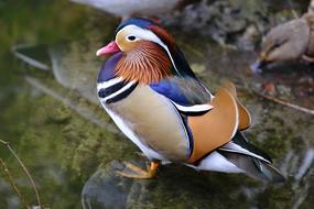 the colored duck is beautiful