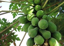 green ripe papayas on a tree