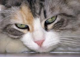 Cat Animal Cat'S Eye