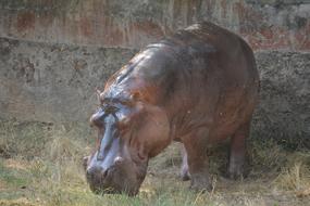 Hippopotamus Animal Hippo