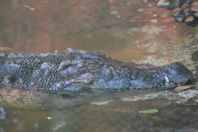 Crocodile Zoo Reptile