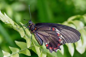 Butterfly Tropical Insect