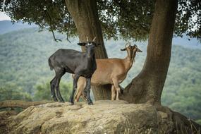 Goats Mount Horns
