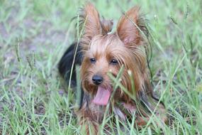 Yorkshire Terrier Dog macro blur