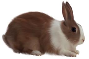 animal rabbit isolated