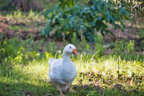 Duck Oca Chicks The