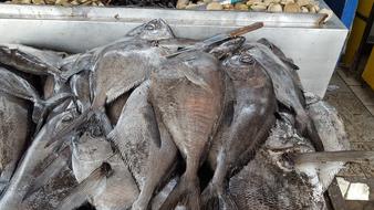 big catch of raw fish