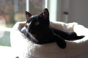 Cat Black Cat'S Eyes
