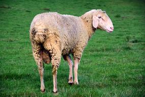 Sheep White Animal