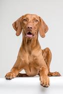 Dog Beagle Animal