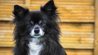 Chihuahua Dog Small