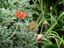 Bird New Zealand Nature Animal