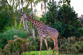 Giraffe Animal Safari