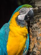 Parrot Colorful Tropical