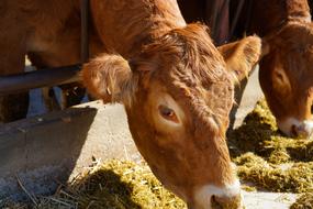 cow eats on the farm
