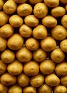 Potato harvest in a box