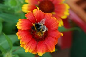 Hummel Insect Blossom