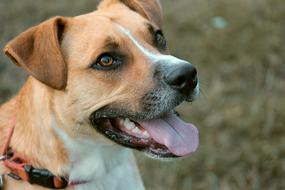 Dog Hybrid Male portrait