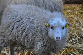 Sheep Wool Cattle