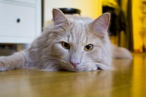 Long-Haired Yellow Cat portrait