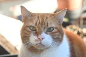 angry cat red