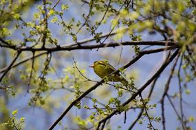 Bird Yellow Spring