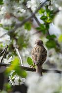 Sparrow Bird Spring