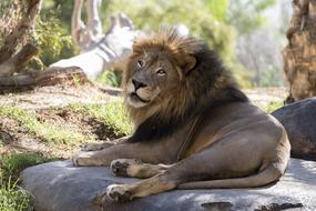 Lion San Diego Zoo Mammal
