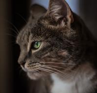 Cat Stare Animal