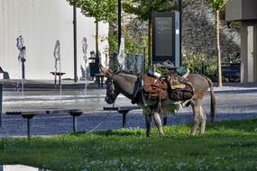 donkey on a leash and a saddle