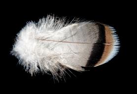 Feather Plumage Bird