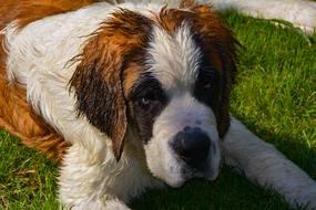 Dog Saint-Bernard Animals