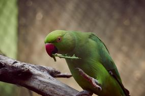 Parrot Bird Nature