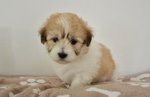 Dog Puppy Young Bitch