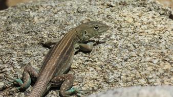 Lizard Reptile Animal