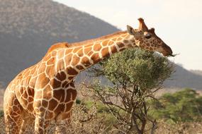 Giraffe Safari in wildlife