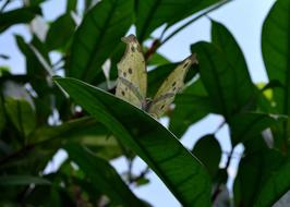 Butterfly Butterflies Edelfalter