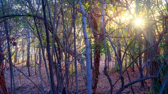 Bush Outback Tropical Forest