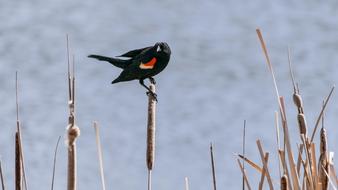 Red Wind Blackbird Redwing Bird