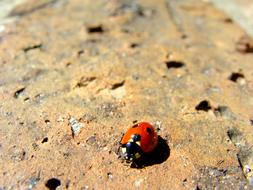 Lady Bug Beetle Ladybug