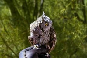 Western Screech Owl Bird