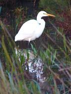 white heron in the swamp